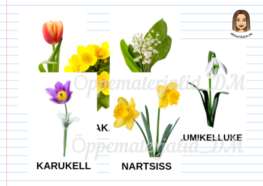 Sõnavarakaardid "Kevadlilled"