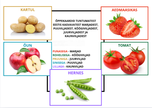Tuntumad Eestis kasvavad marjad, puuviljad, köögiviljad, juurviljad, kaunviljad (tervislik toitumine) - õppekaardid