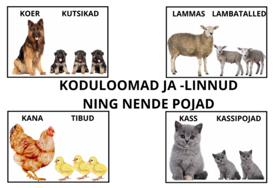 Koduloomad ja kodulinnud ning nende pojad
