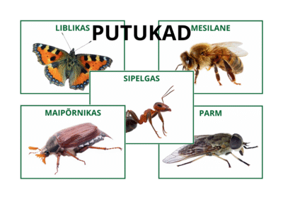 Putukad - õppekaardid
