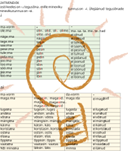 Lihtminevik (A2/B1) ülesanded + teooria - Image 6
