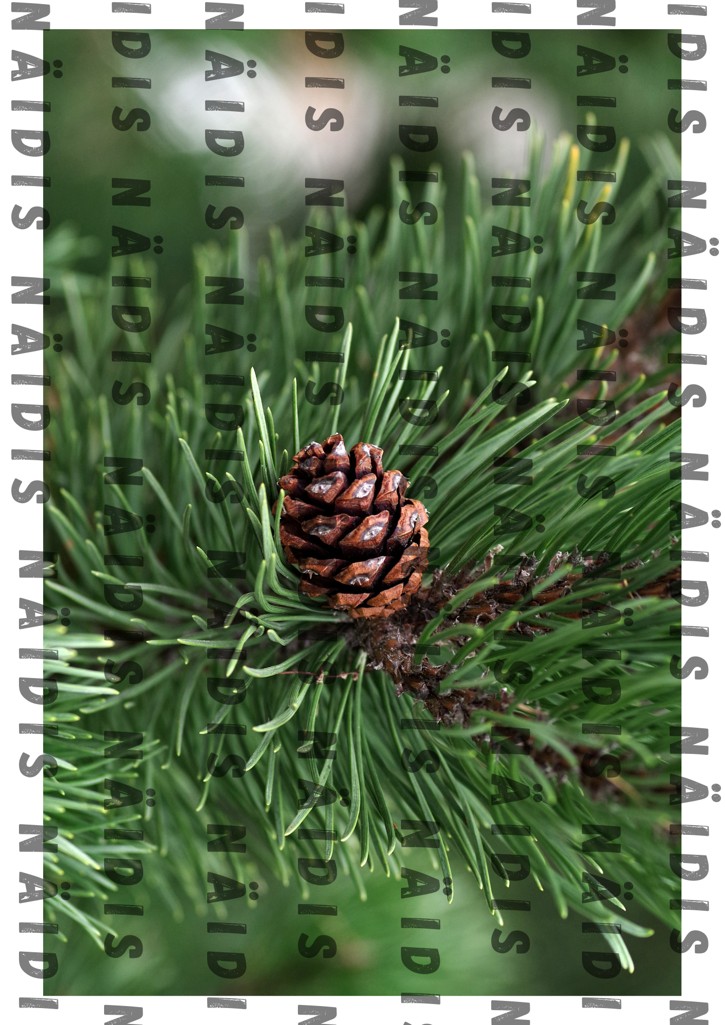 7. klassi bioloogia: Miks ja kuidas jaotatakse organisme? Mäng süstemaatika õppimiseks - Image 8