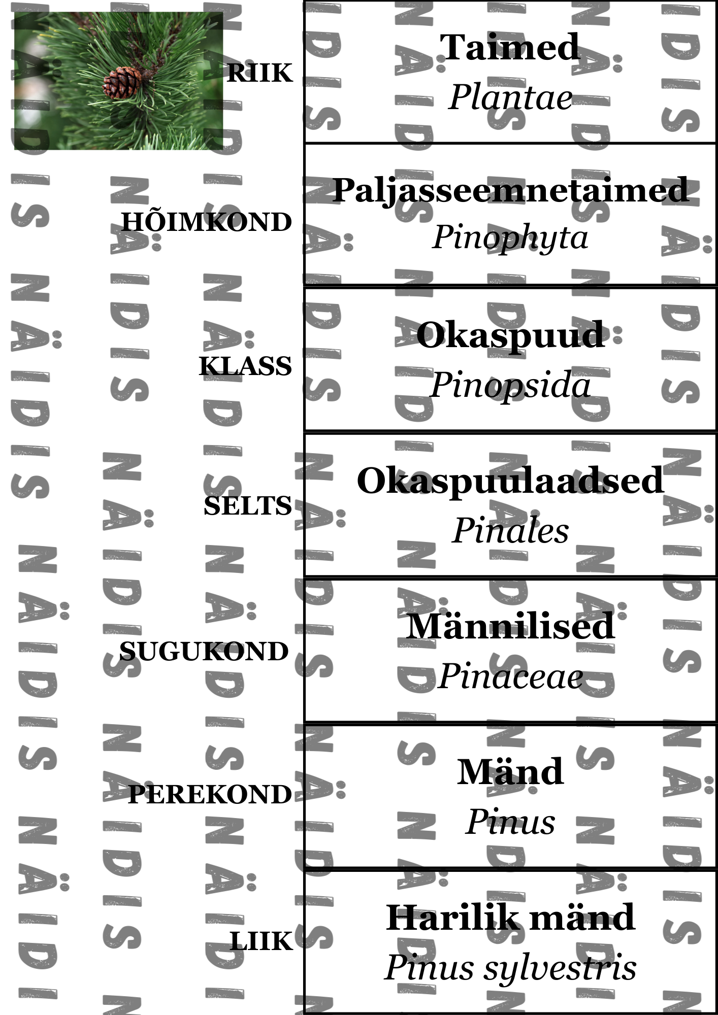 7. klassi bioloogia: Miks ja kuidas jaotatakse organisme? Mäng süstemaatika õppimiseks - Image 9