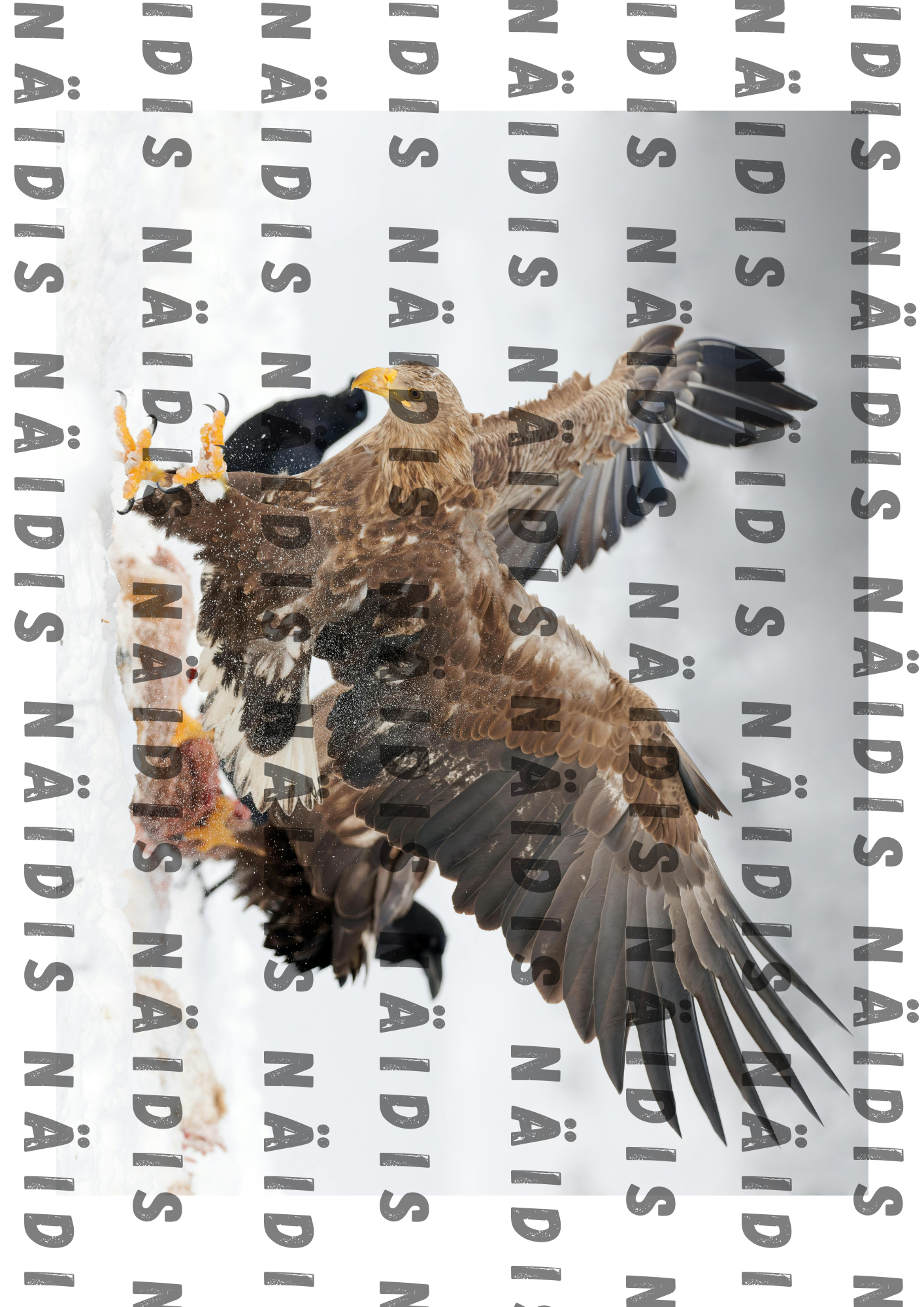 7. klassi bioloogia: Miks ja kuidas jaotatakse organisme? Mäng süstemaatika õppimiseks - Image 6