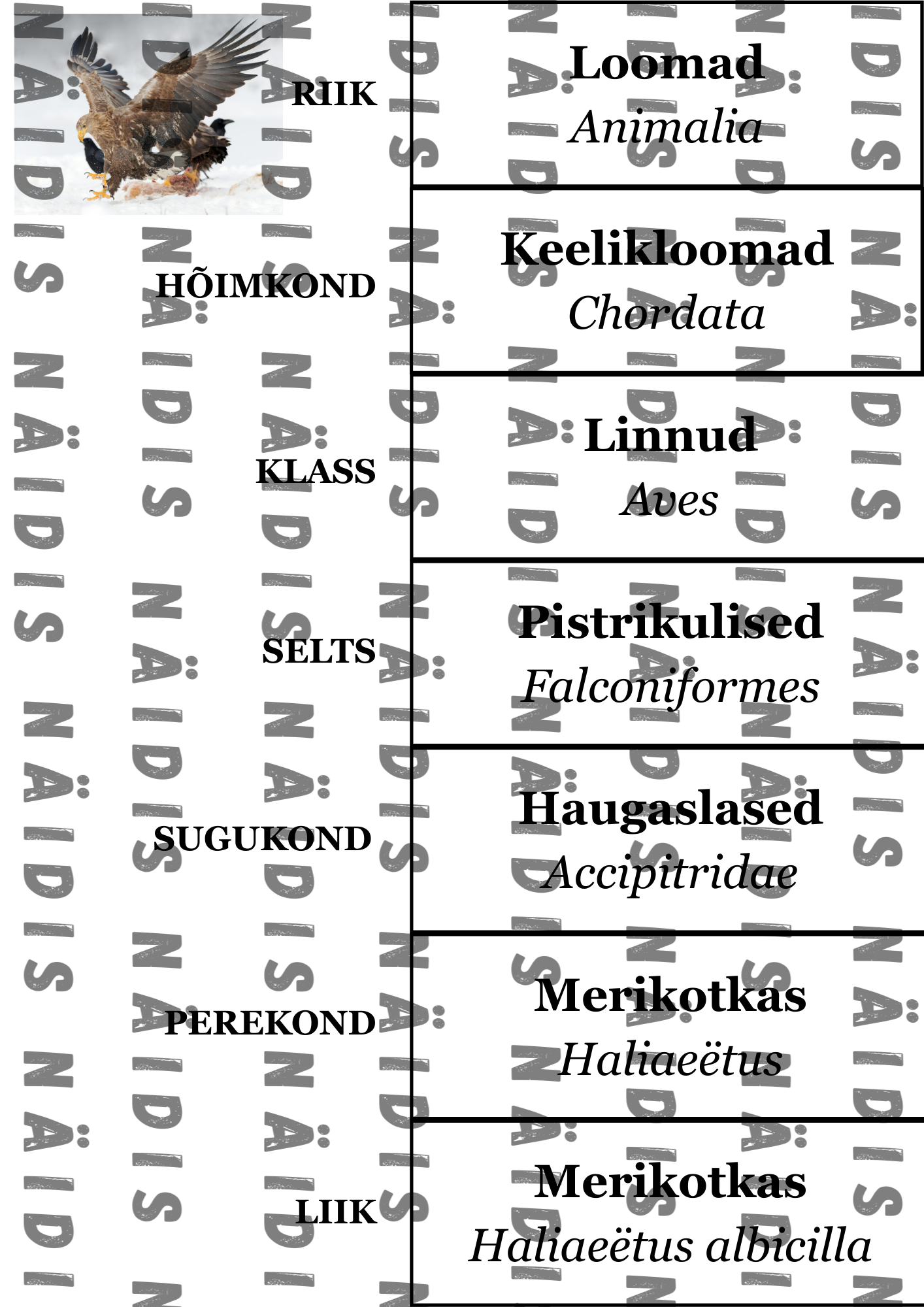 7. klassi bioloogia: Miks ja kuidas jaotatakse organisme? Mäng süstemaatika õppimiseks - Image 7