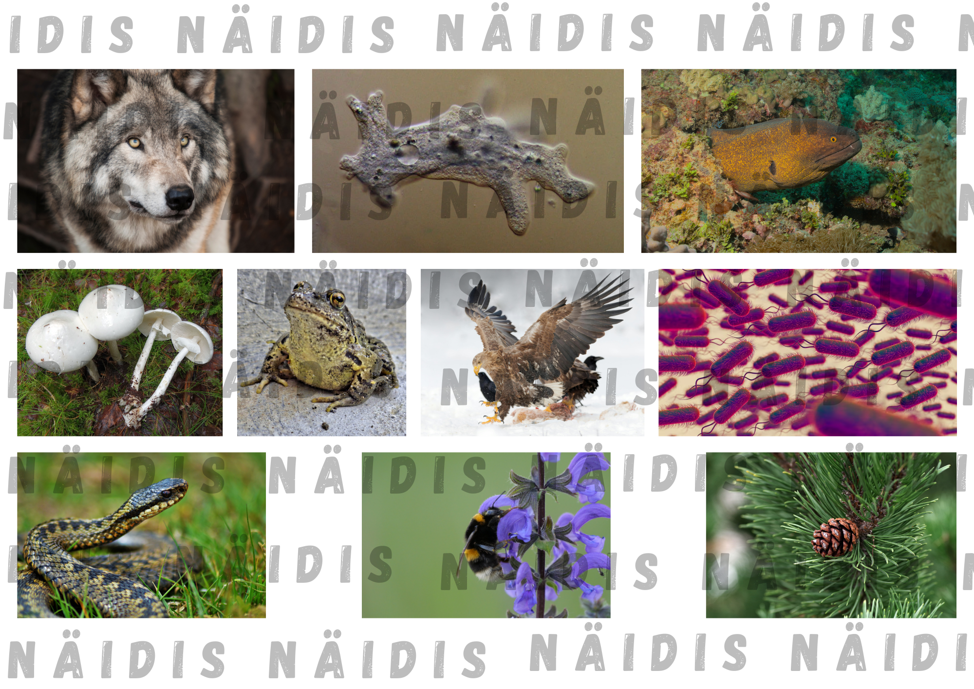 7. klassi bioloogia: Miks ja kuidas jaotatakse organisme? Mäng süstemaatika õppimiseks - Image 5