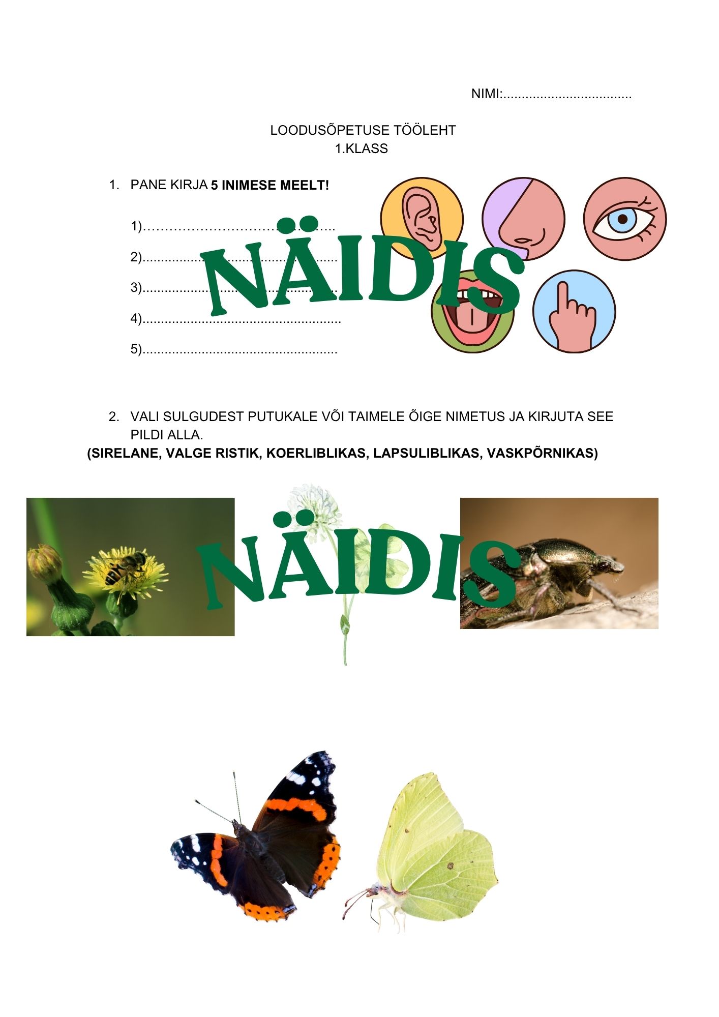 Loodusõpetuse tööleht 1.klassile. Meeled, putukad, mürgised ja söödavad marjad, rändlinnud.