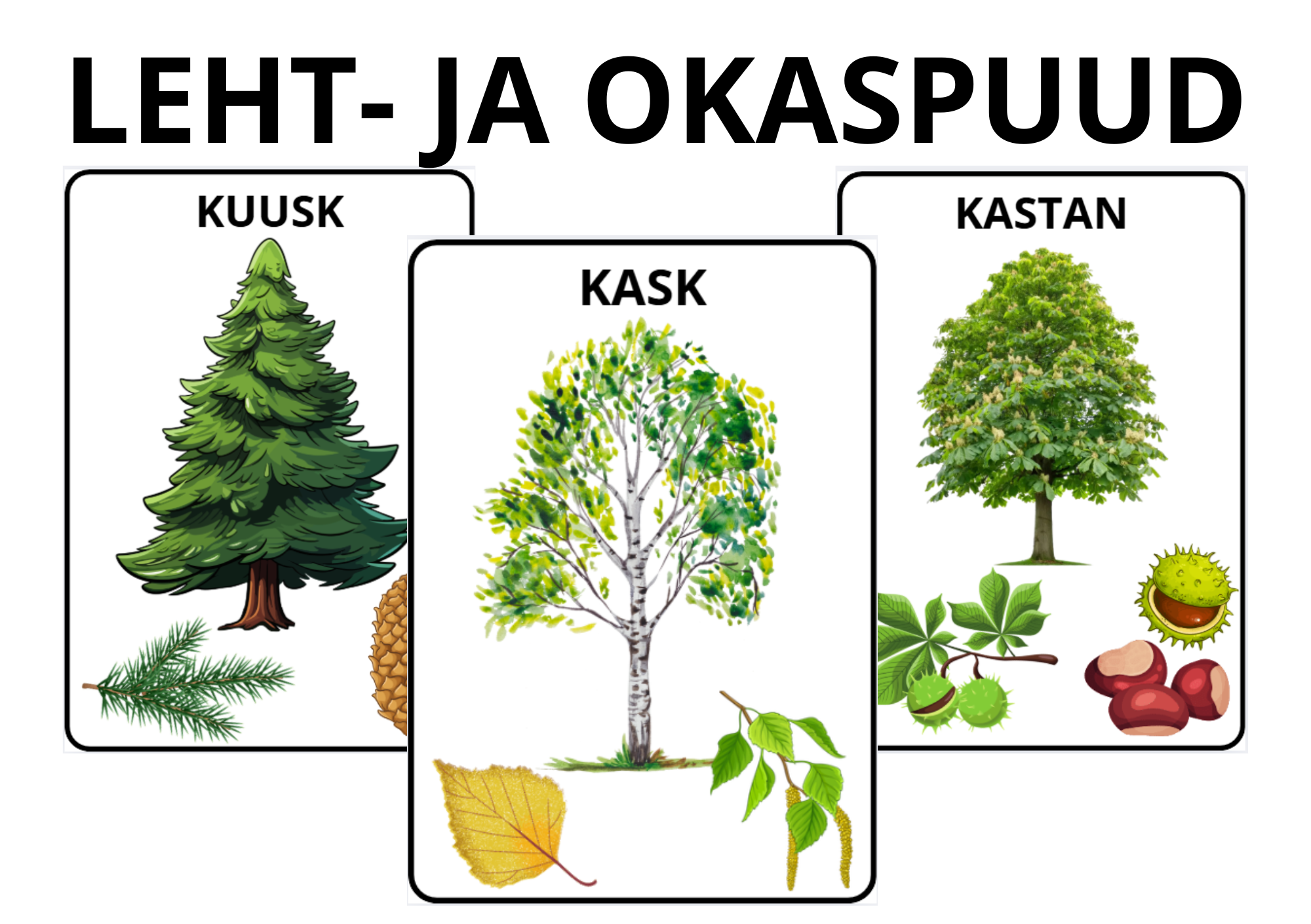 Eestis kasvavad leht- ja okaspuud (kask, kastan, tamm, vaher, kuusk, mänd) - õppekaardid