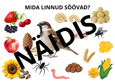Mida linnud söövad? (poster)
