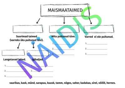Maismaataimed mõistekaart