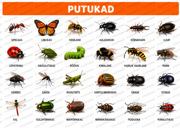 Putukad plakat