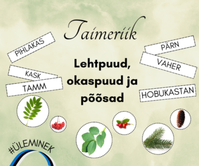 Lehtpuud, okaspuud ja põõsad